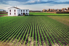 Camps de xufa a Alboraia